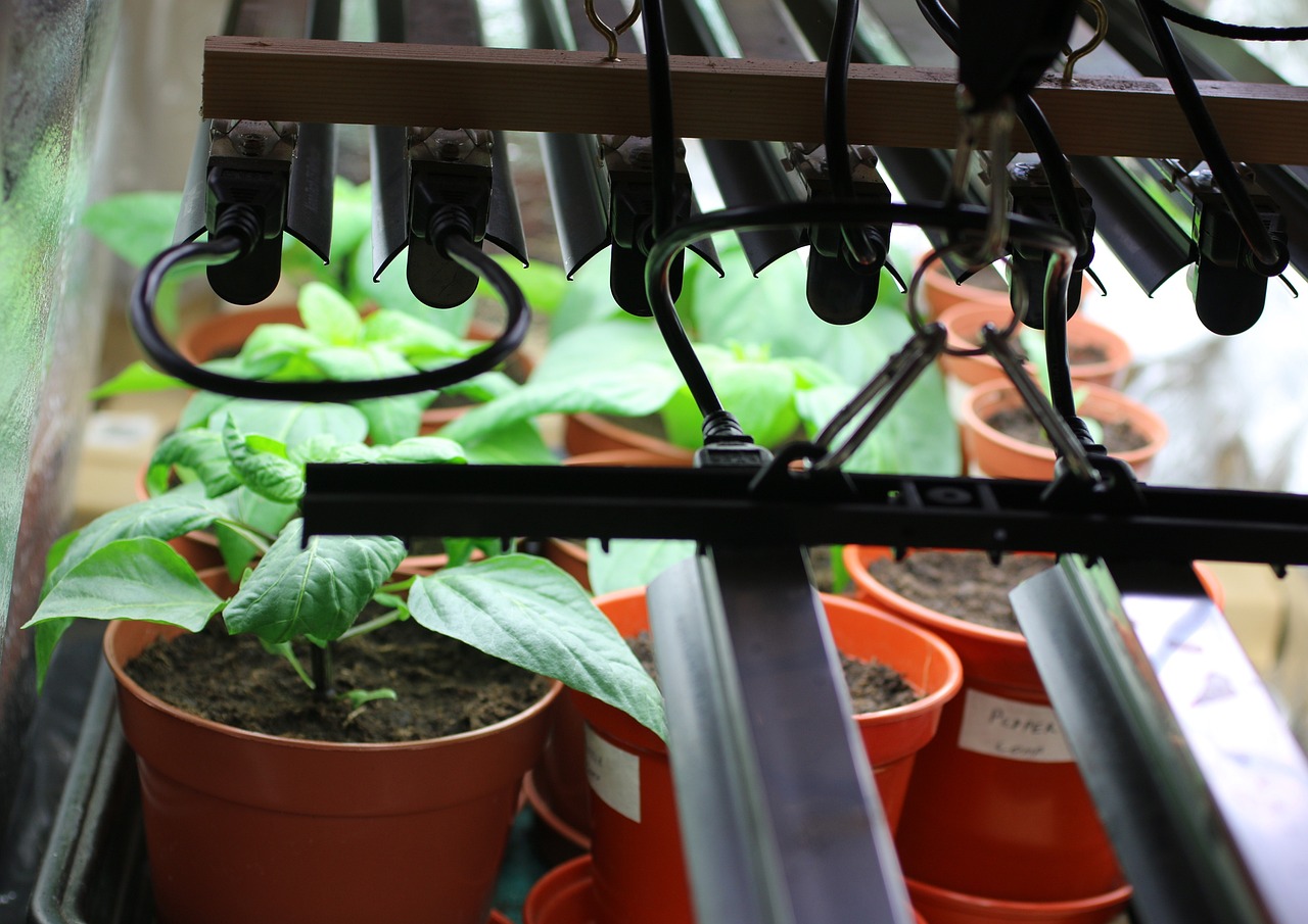 How Long to Leave Grow Lights On Without Stressing Plants