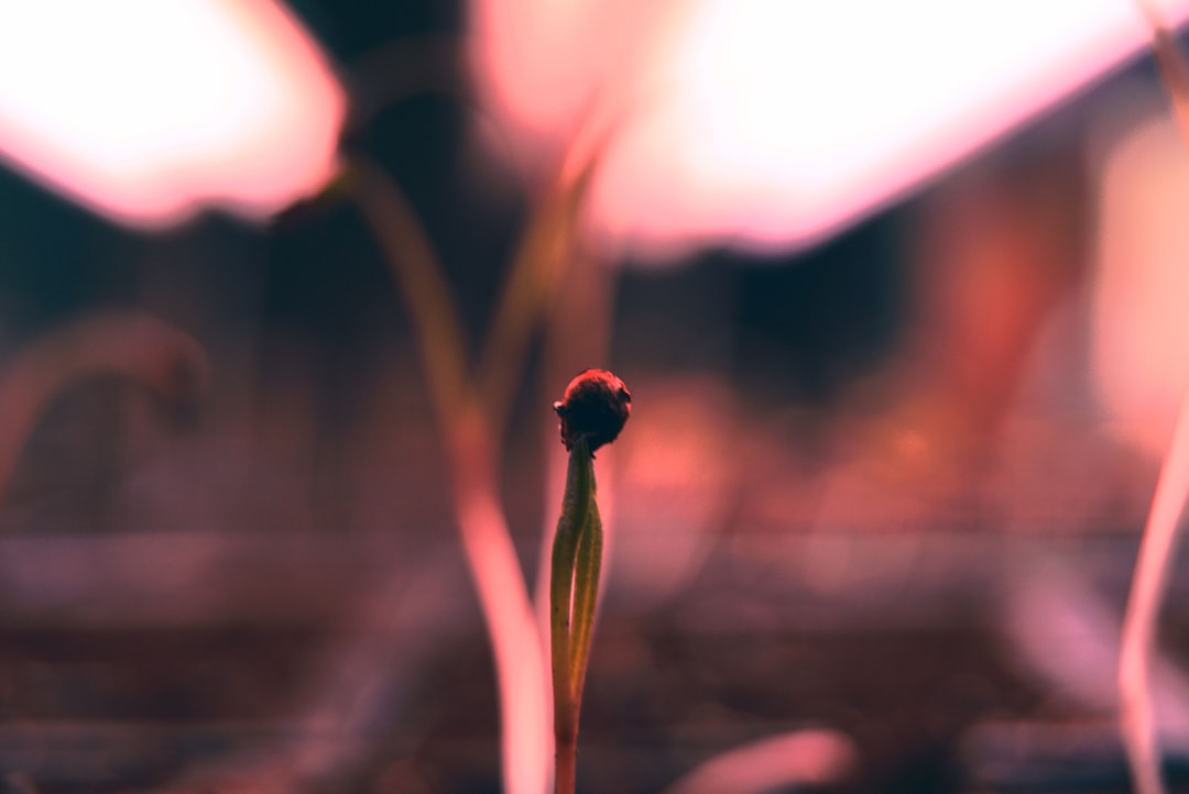 LED Grow Light Distance: How Close Is Too Close?
