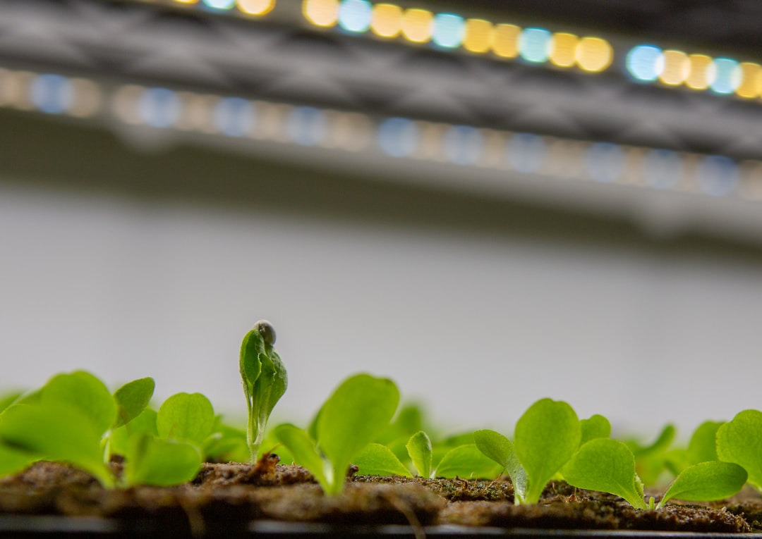 LED Grow Lights for Beginners: Start Without Burning Plants