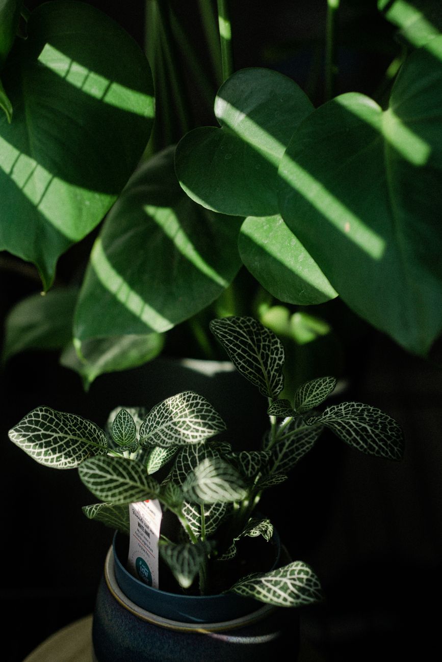 Can Plants Grow With Only LED Lights in Windowless Rooms?