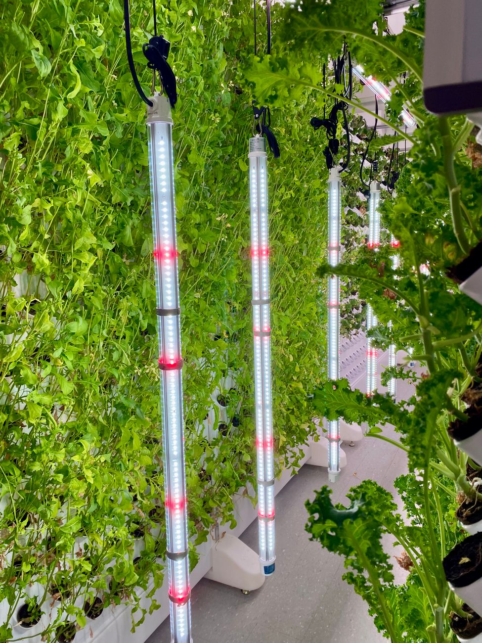 What Does Full-Spectrum Grow Light Mean? Useful Feature or Marketing?