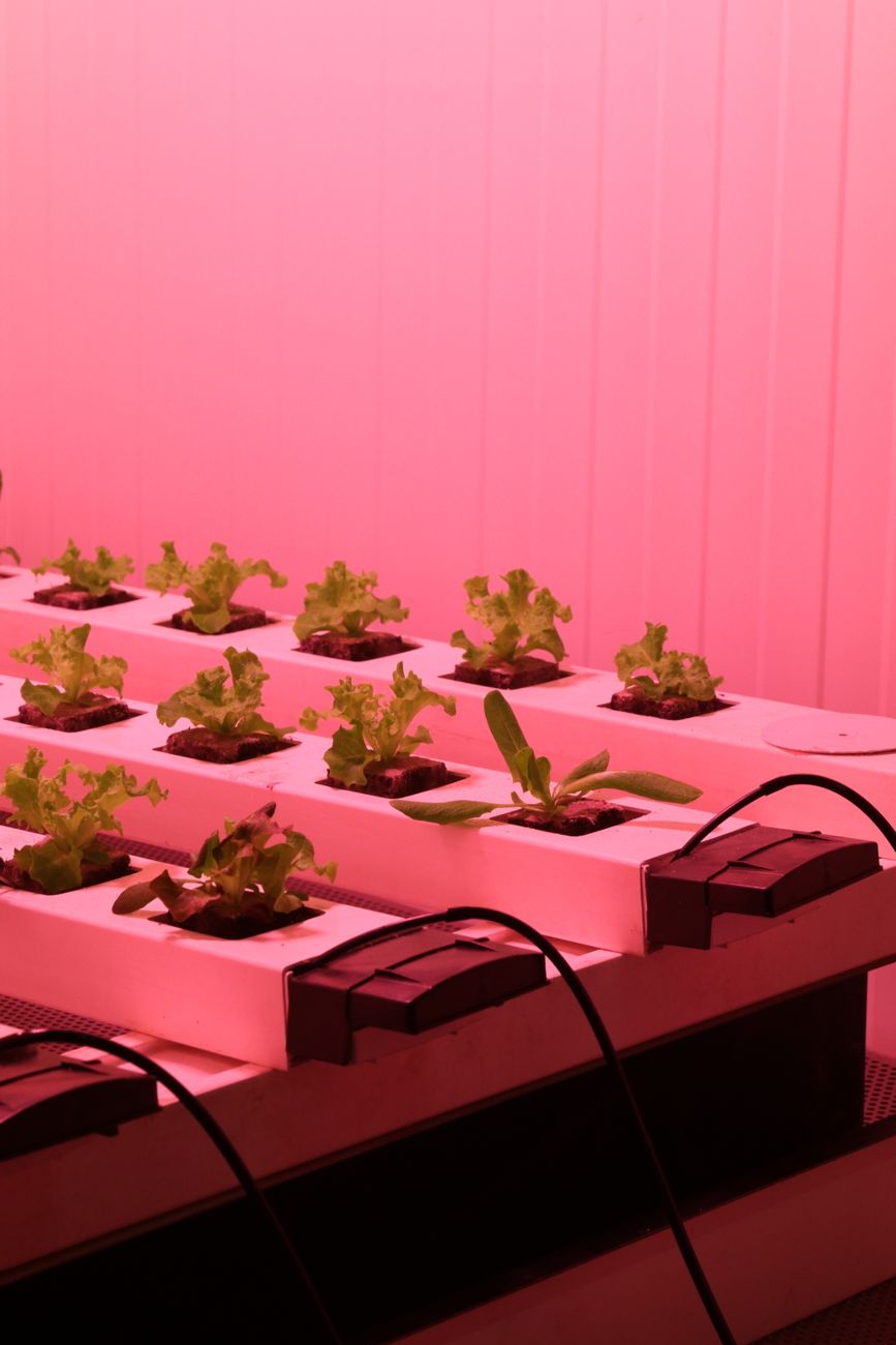 Grow Lights for a 2x2 Tent: Enough Power, No Waste