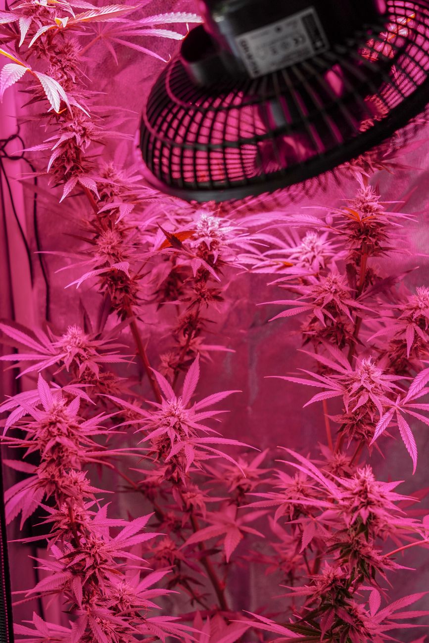 What Grow Light Size Actually Fills a 4×4 Tent?
