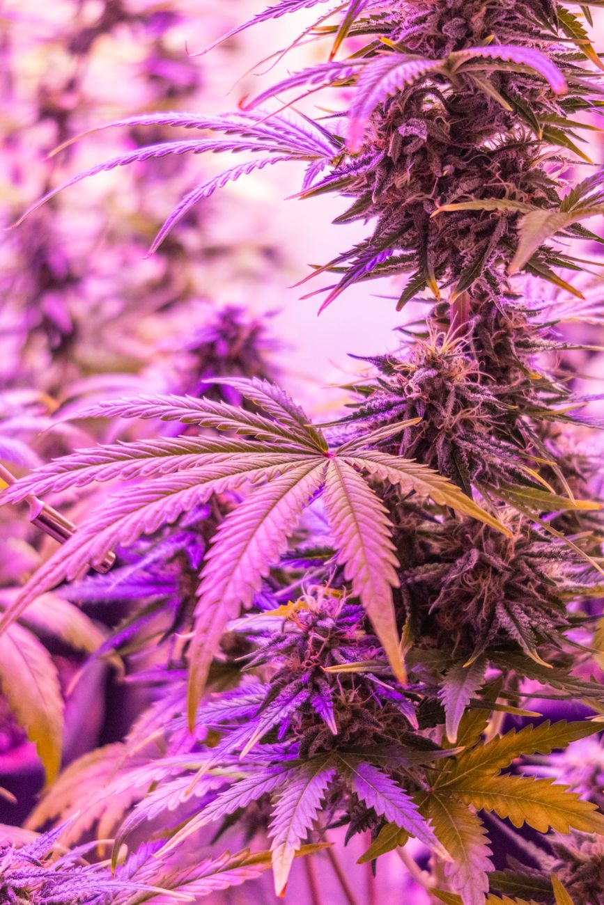 LED Grow Light Leaf Burn: Spot It Before Leaves Start to Crisp