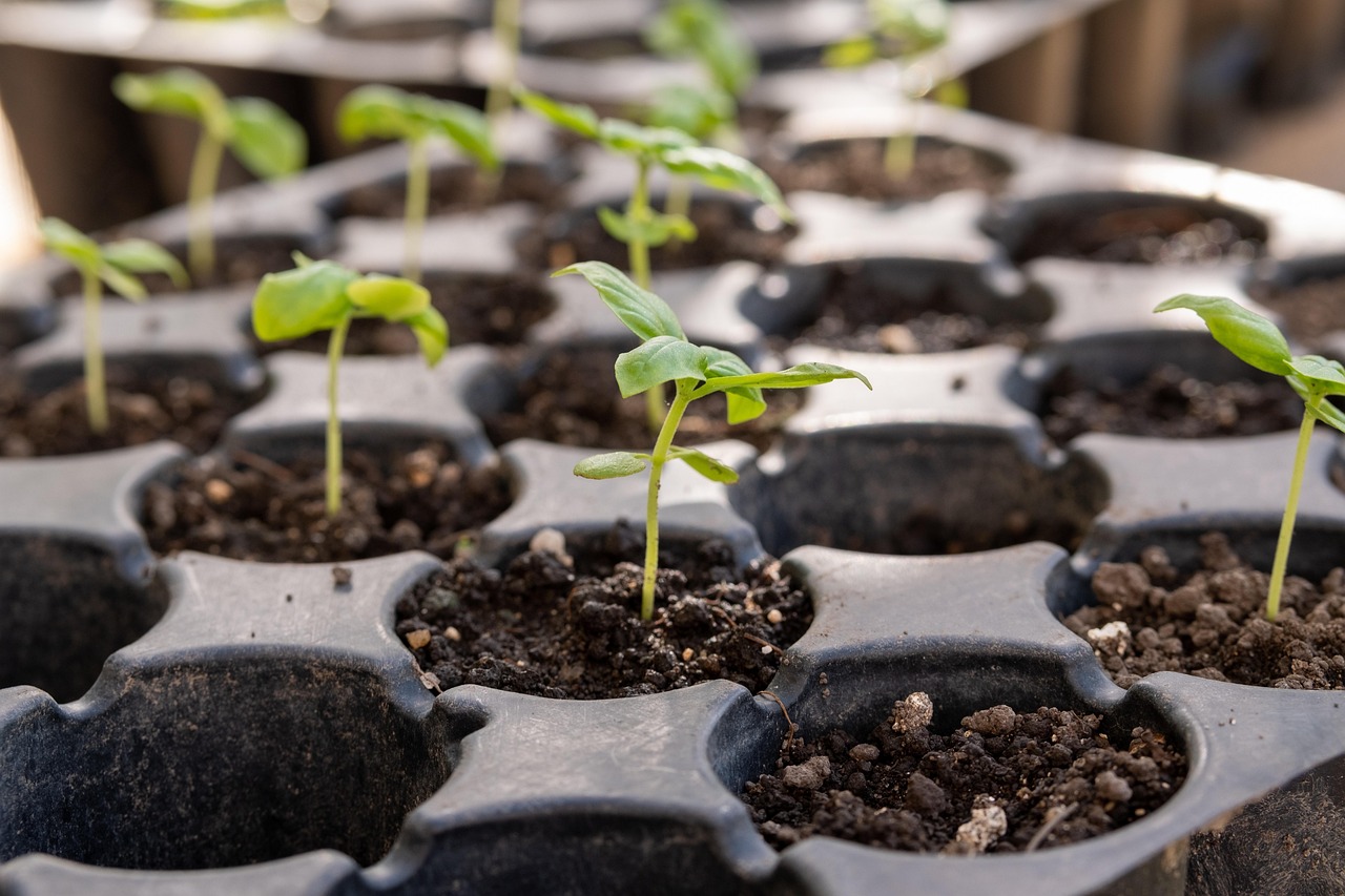Why Are Seedlings Leggy Under Grow Lights? How to Fix the Stretch
